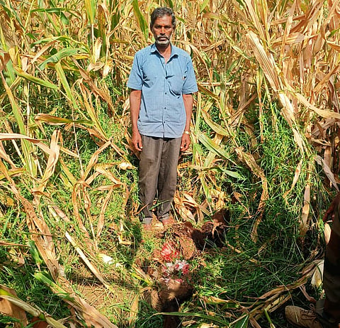 ಚಿರತೆ ದಾಳಿಗೆ ಎರಡು ಕರು ಬಲಿ