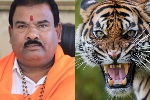 tiger