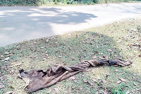ರಸ್ತೆ ಬದಿ ದನದ ಚರ್ಮ ಪತ್ತೆ