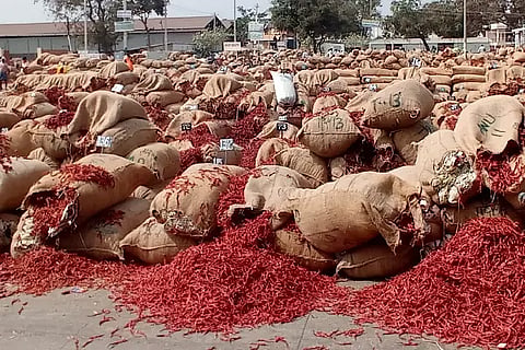 16 byadagi chilli