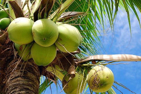 ಎಳೆನೀರು
