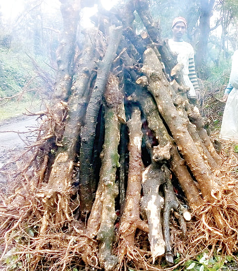ಬಿಸಿಲ ತಾಪ ಅರೇಬಿಕಾ ಕಾಫಿಗೆ ಕಂಟಕ