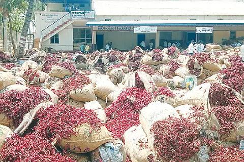 3 lakh bags of chillies comming byadagi market
