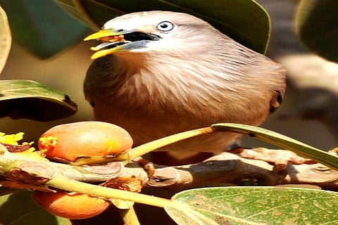 7 Myna Bird 1