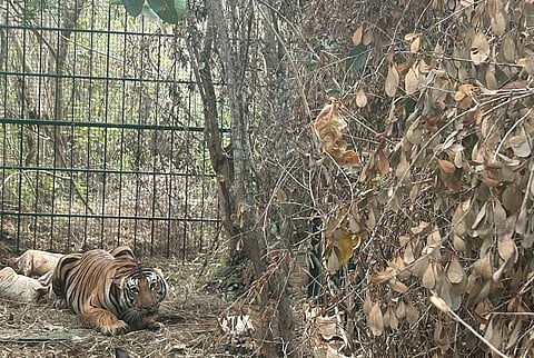 A tiger captured in Mysore