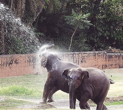 mysore