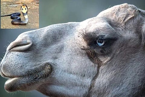 Camel Tear