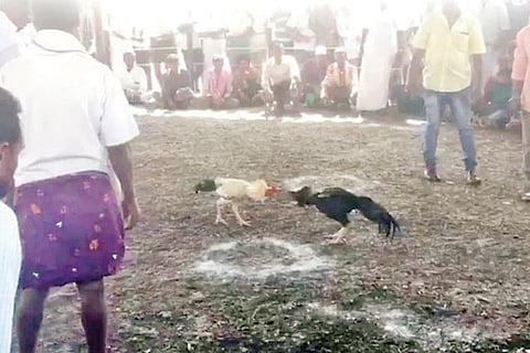 Cock fight