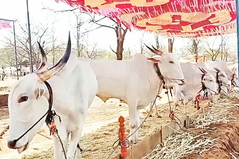 Due to the terrible drought, the demand of the farmer's friend is weak!