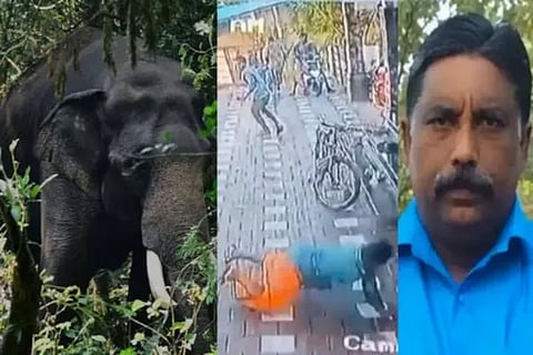 Elephant attack