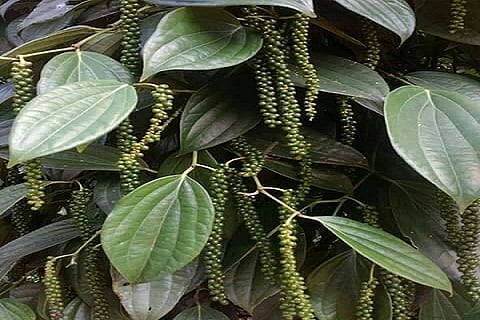 Fear of price reduction for black pepper