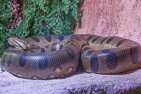 Green anaconda