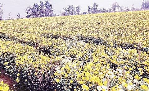 HUN-FEB-4-1SEVANTHIGE FIELD)