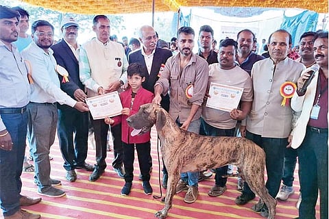 Hampi ustava 5-end dog