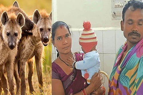Hyenas Attack