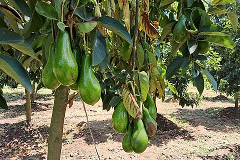 Increased demand for butterfruit also makes the price expensive