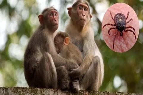 Kyasanur_Forest_disease