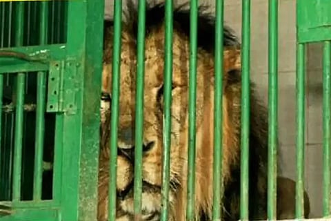 Lion