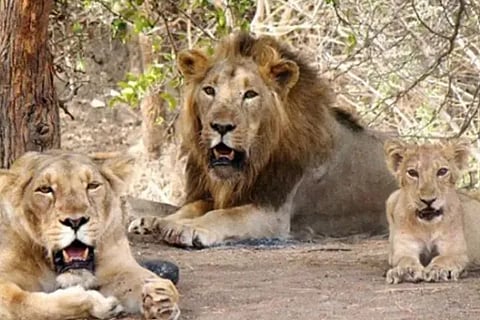 Lion (1)