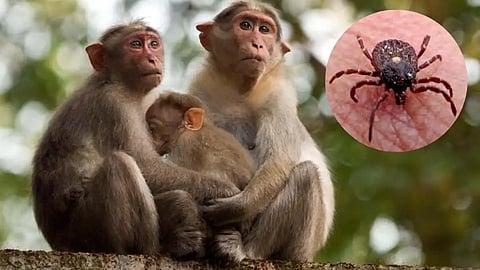 Main-monkey-fever