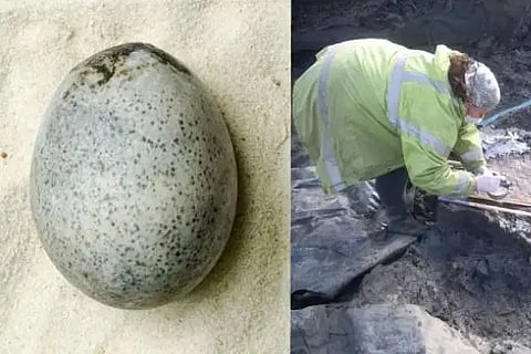 Old Egg