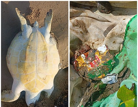 Sea turtle dead body