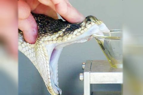 Snake Poison