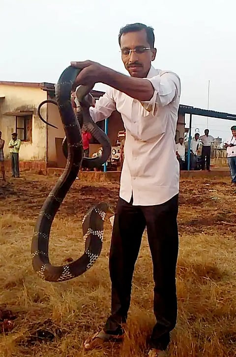 Snake sever deth