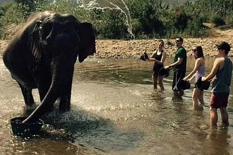 Spot the Elephant 1