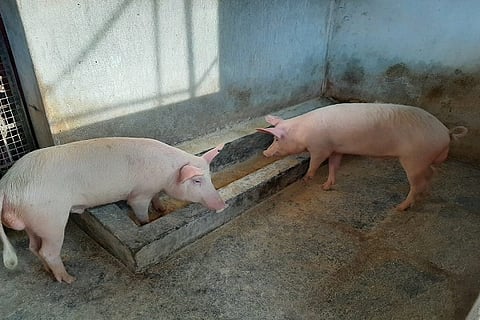 The skyrocketing price of pork in Kodagu
