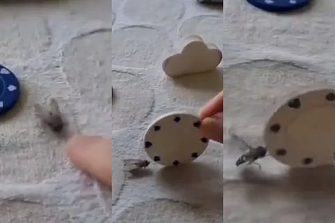 This Person Can Train A Fly Like A Dog Video Viral