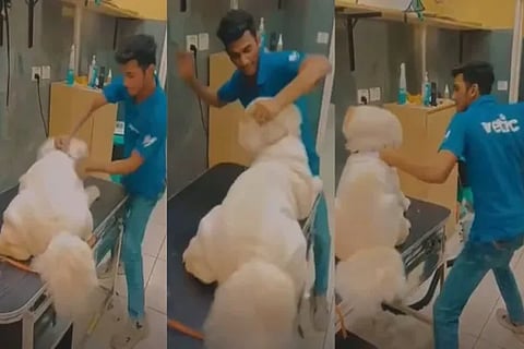 Vetic Pet Clinic