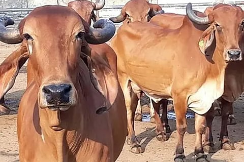 cattle-new