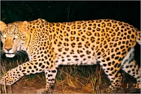 cheeta