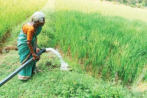 crop loss