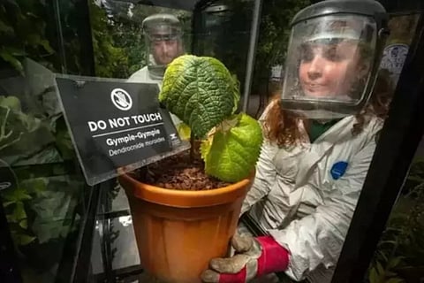 dangerousplant