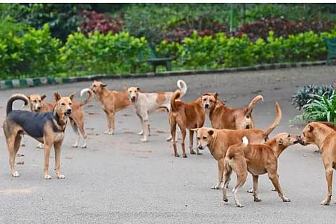 dog