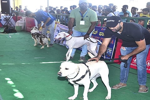 dog1