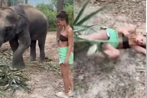elephant