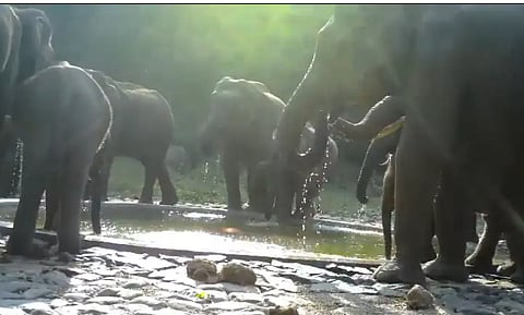 elephant