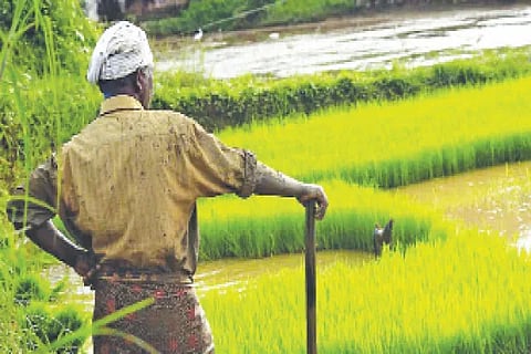farmer