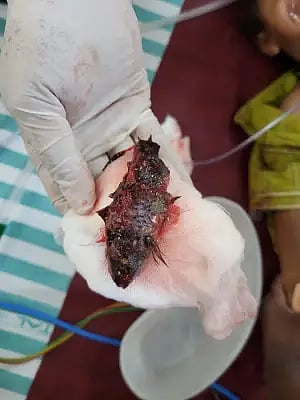 fish