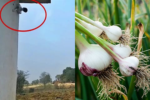 garlic