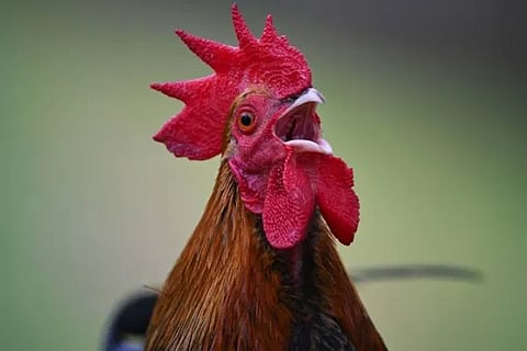 hen