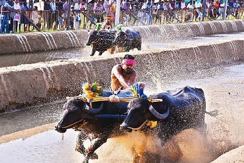 katapadi kambala