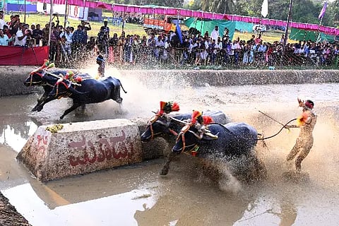 katapady result