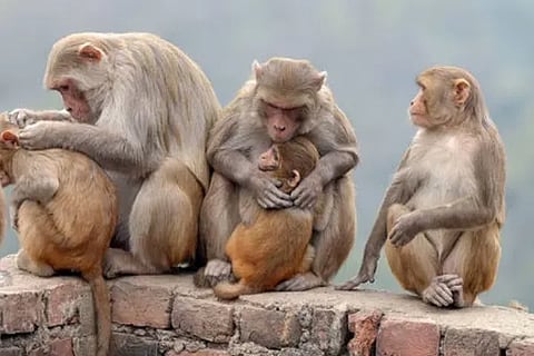 monkey