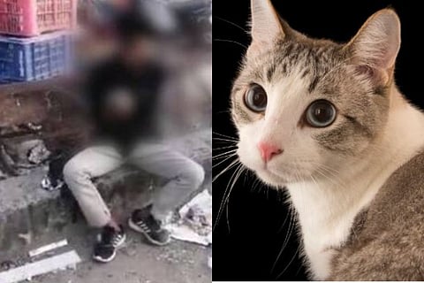cat