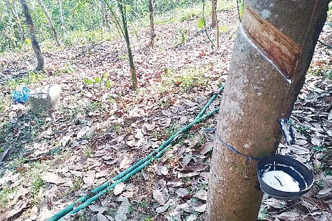 rubber plant