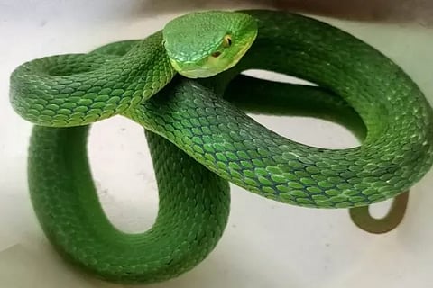 snake
